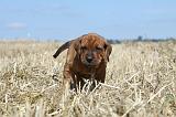 TOSA INU 197
